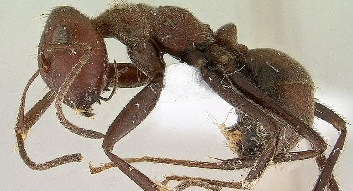 Suicide ant