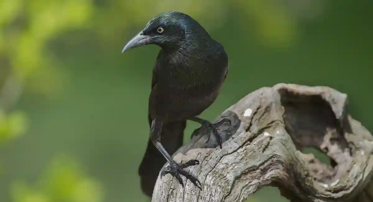 Grackles