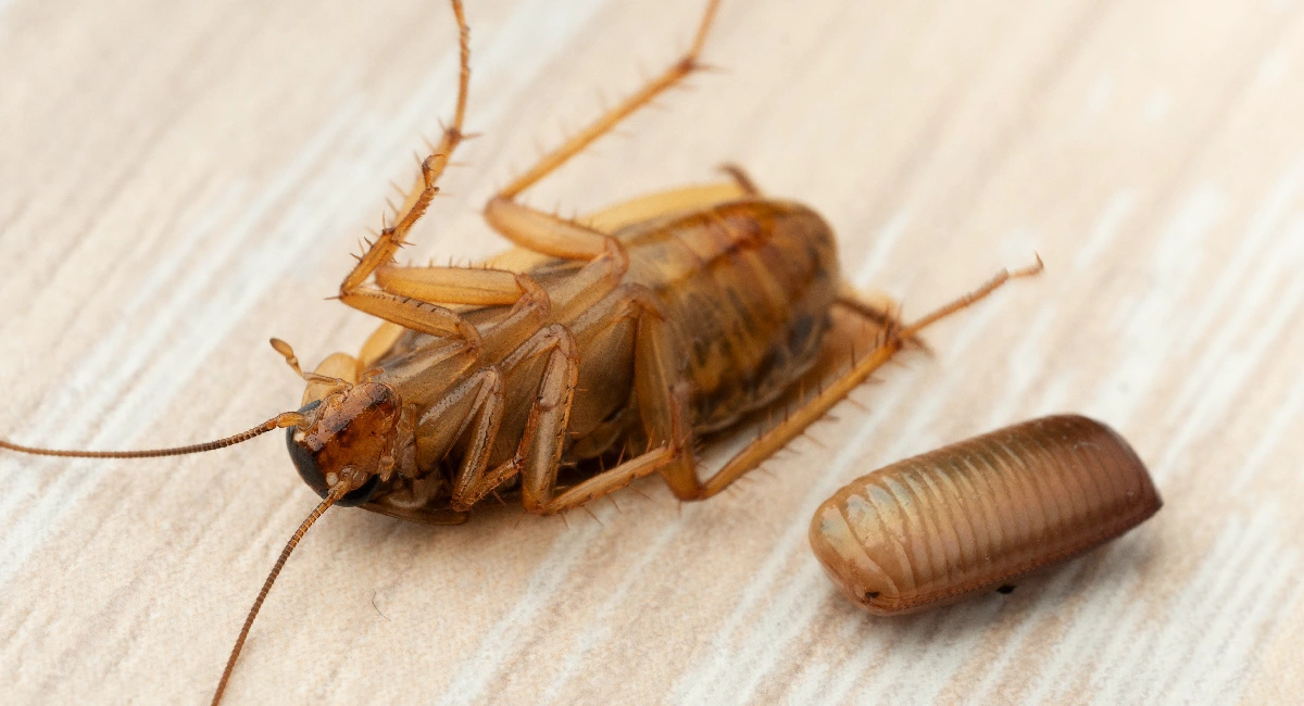 Adult cockroach lying on its back next to a cockroach egg