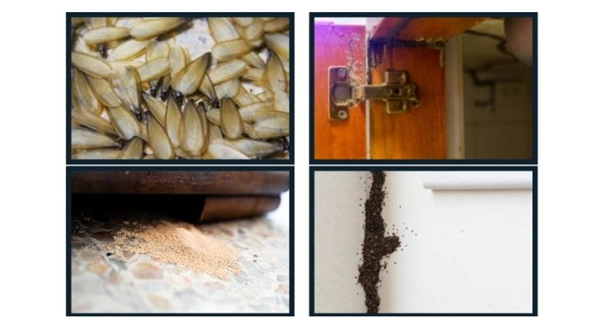 signs of termite damage