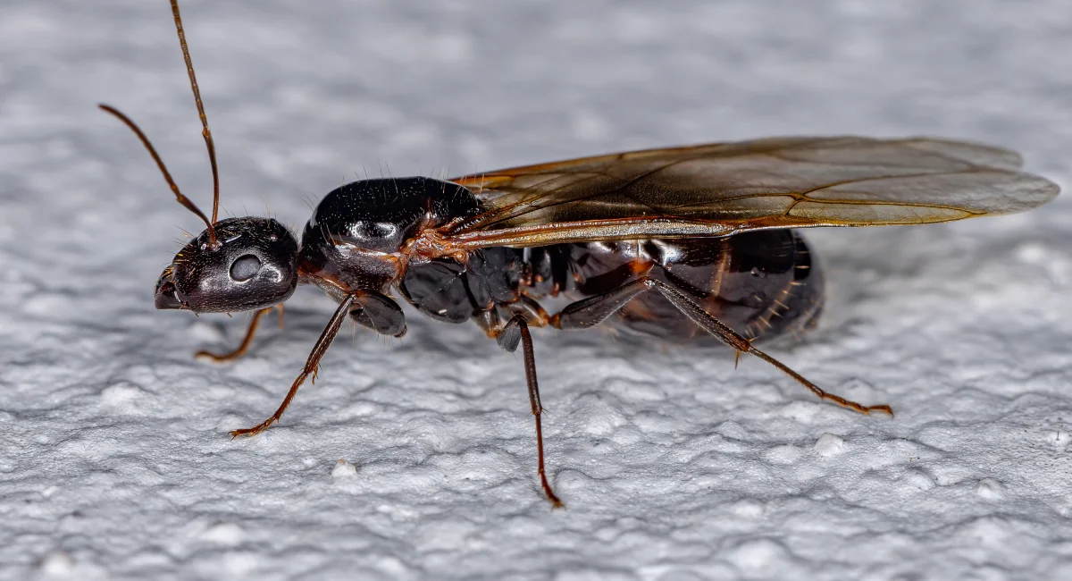 A carpenter ant queen, black with clear wings.