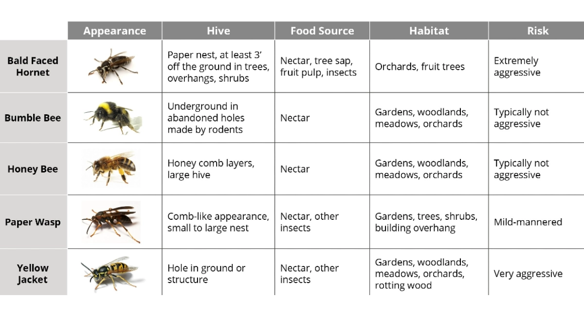 stinging insect identification chart