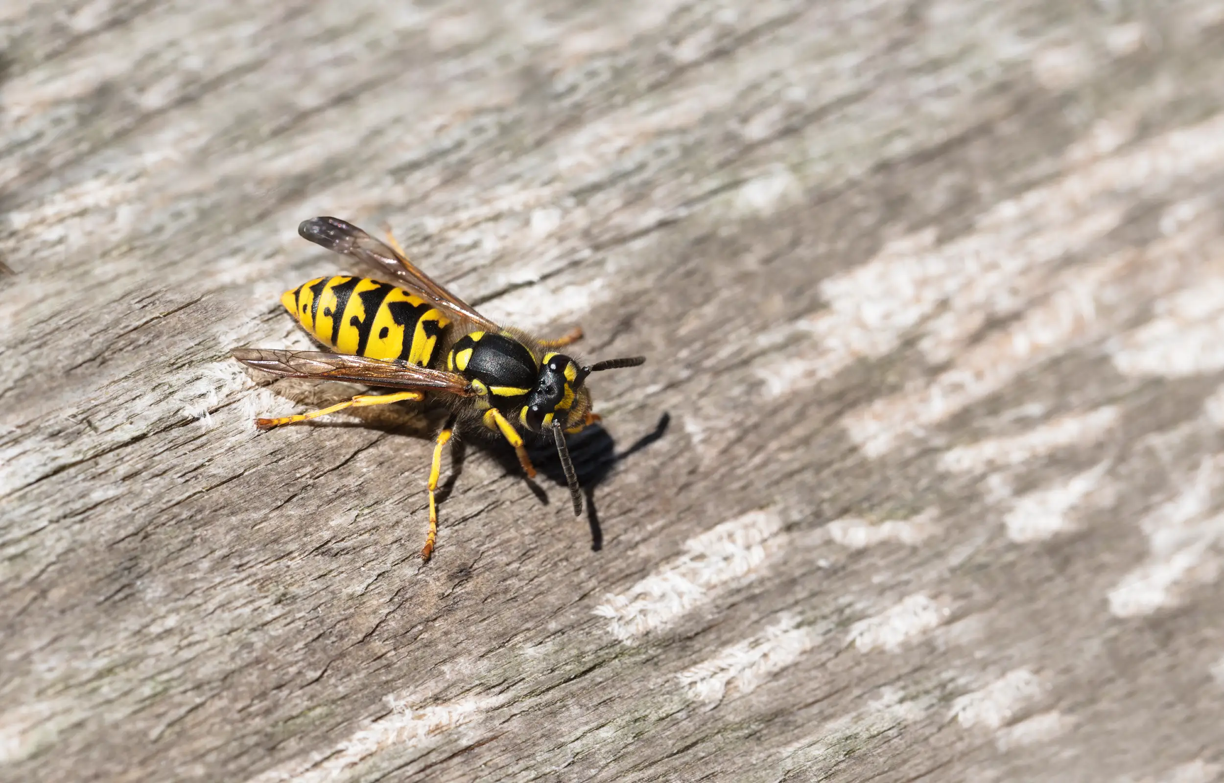 Yellow jackets