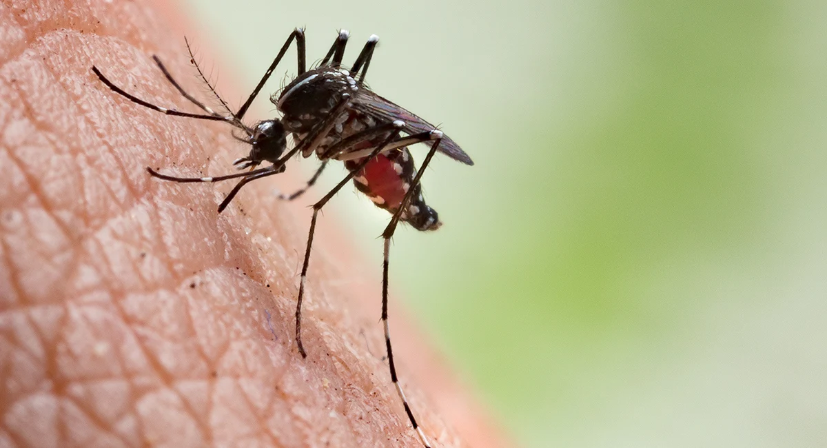 Mosquito biting human skin