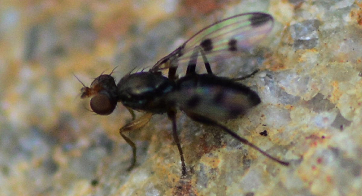 An adult biting midge in close-up, showing its long antennae and patterned wings
