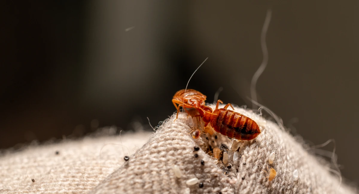 Bed bugs hiding in the corner seam of mattress protector