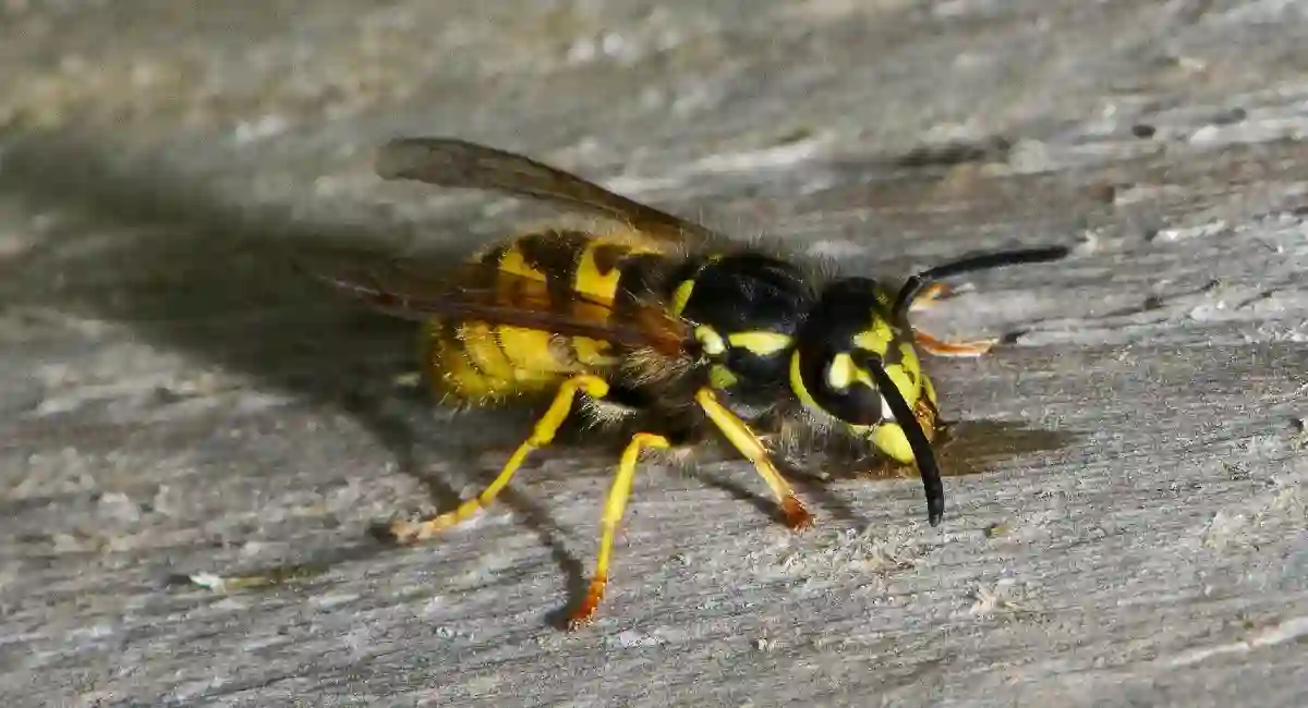 Wasp Lemonade Wasp Close-up