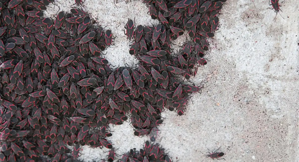 Overwintering Pests