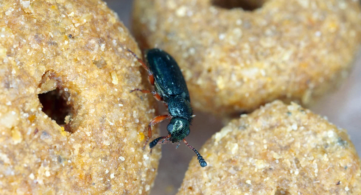 Copra beetle