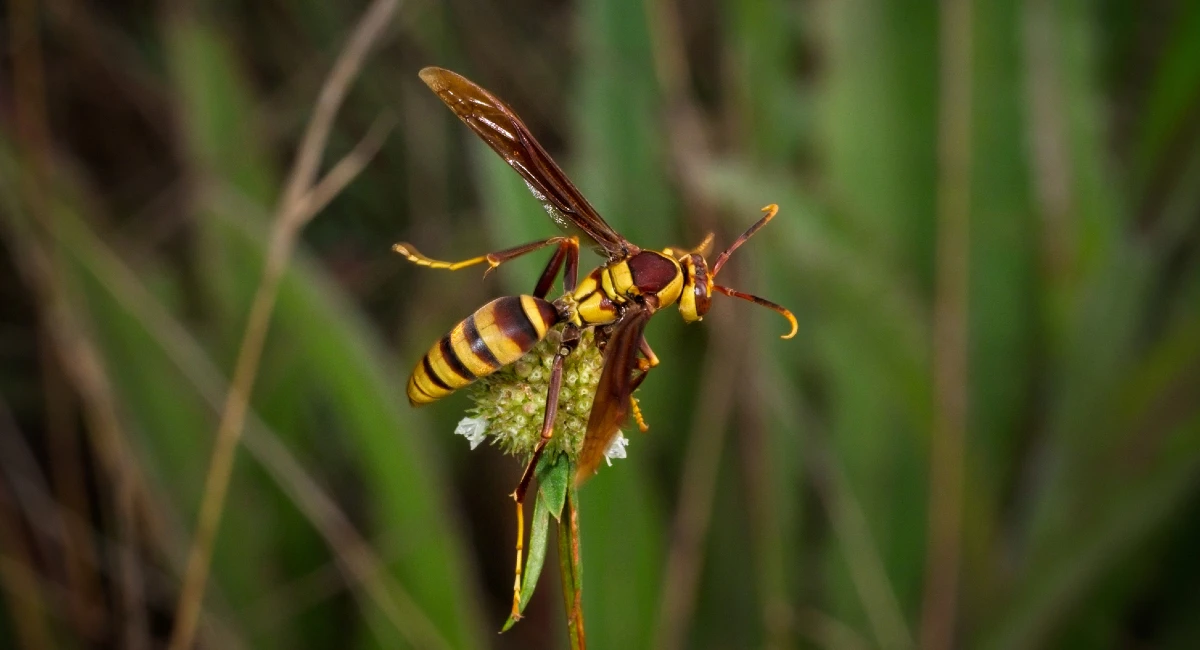 Paper wasp closeup