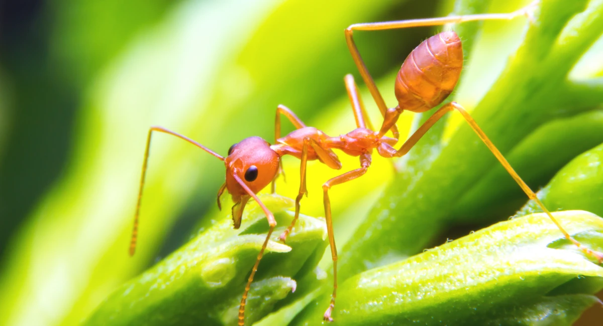 Red fire ant worker on tree.