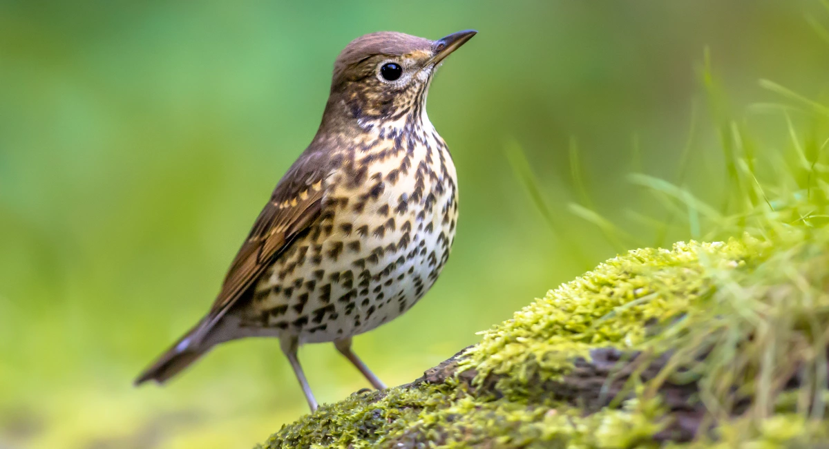 Thrush bird sitting on a branch