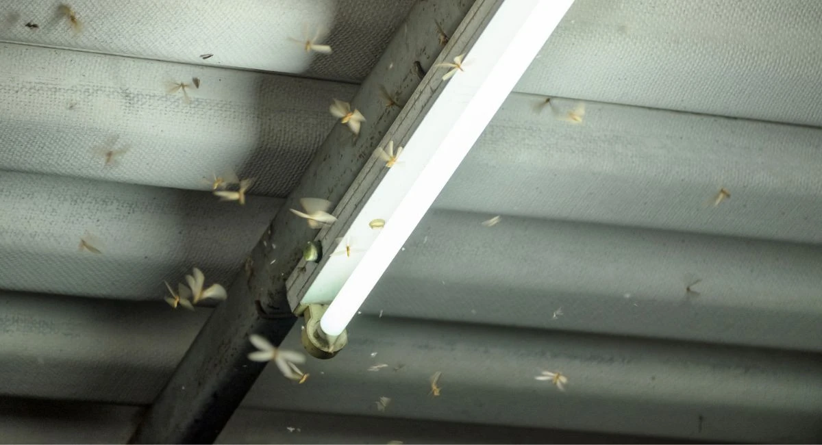 Multiple winged flying termites flying around a hanging light. 
