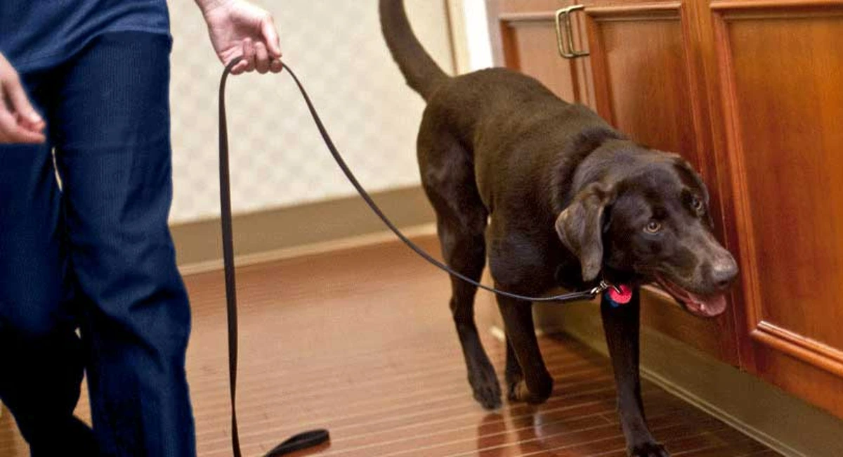 Bedbug detect dog