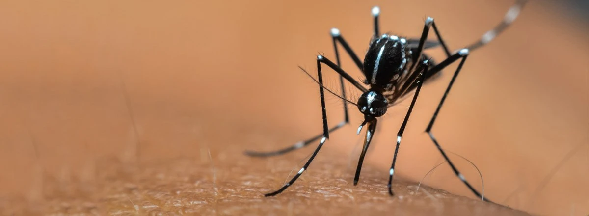 mosquito biting a human arm
