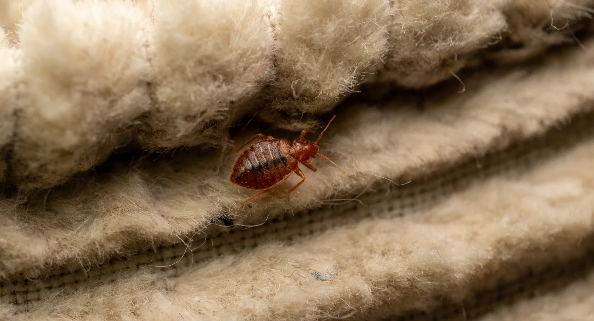 A bed bug crawling on a furry fabric