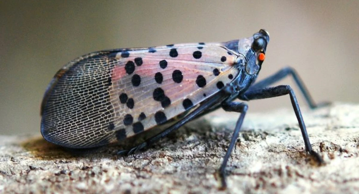 Spotted lanternfly