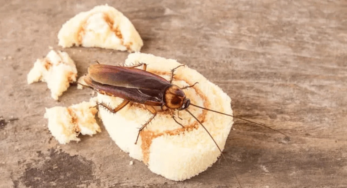 American cockroach