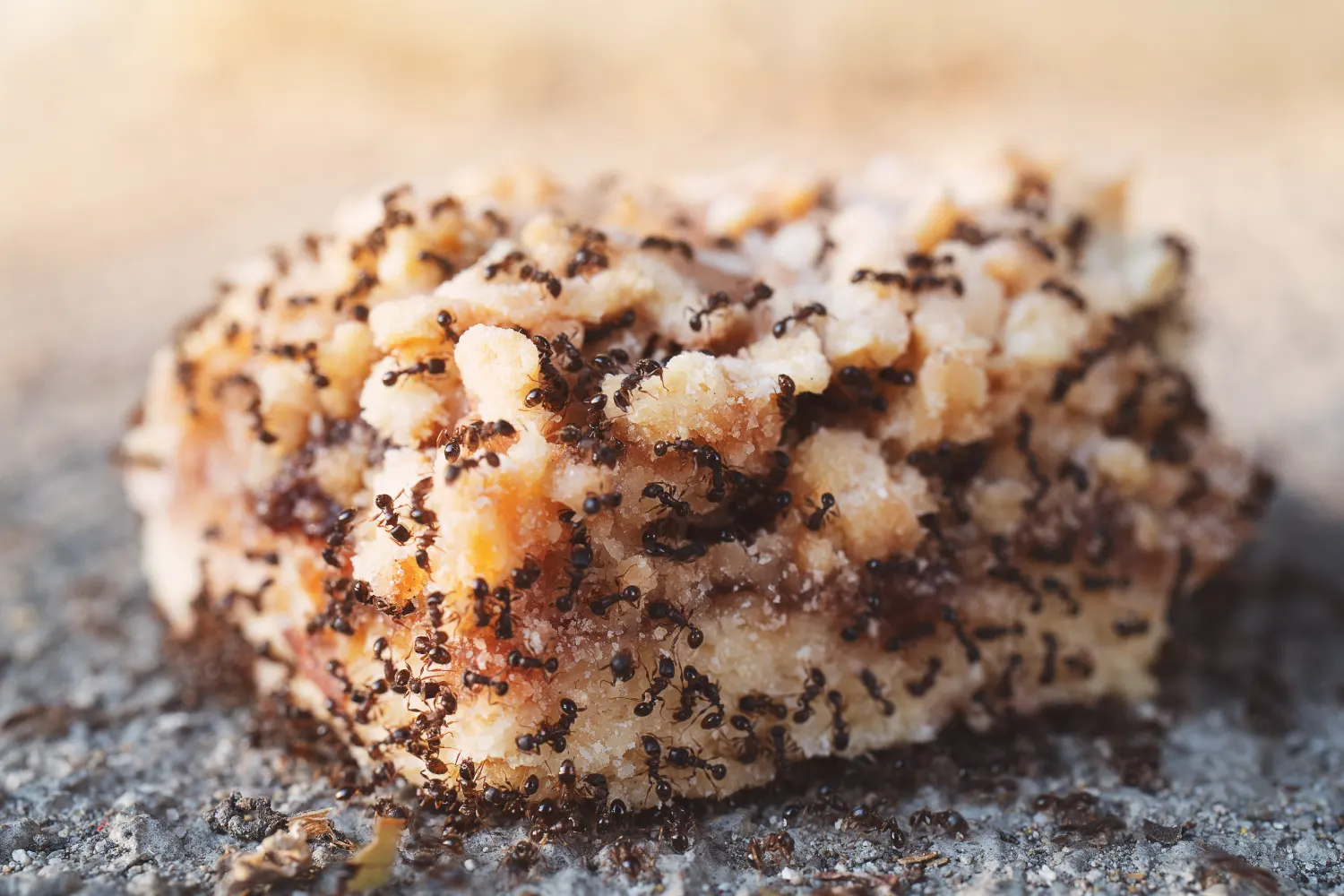 Ants emerging