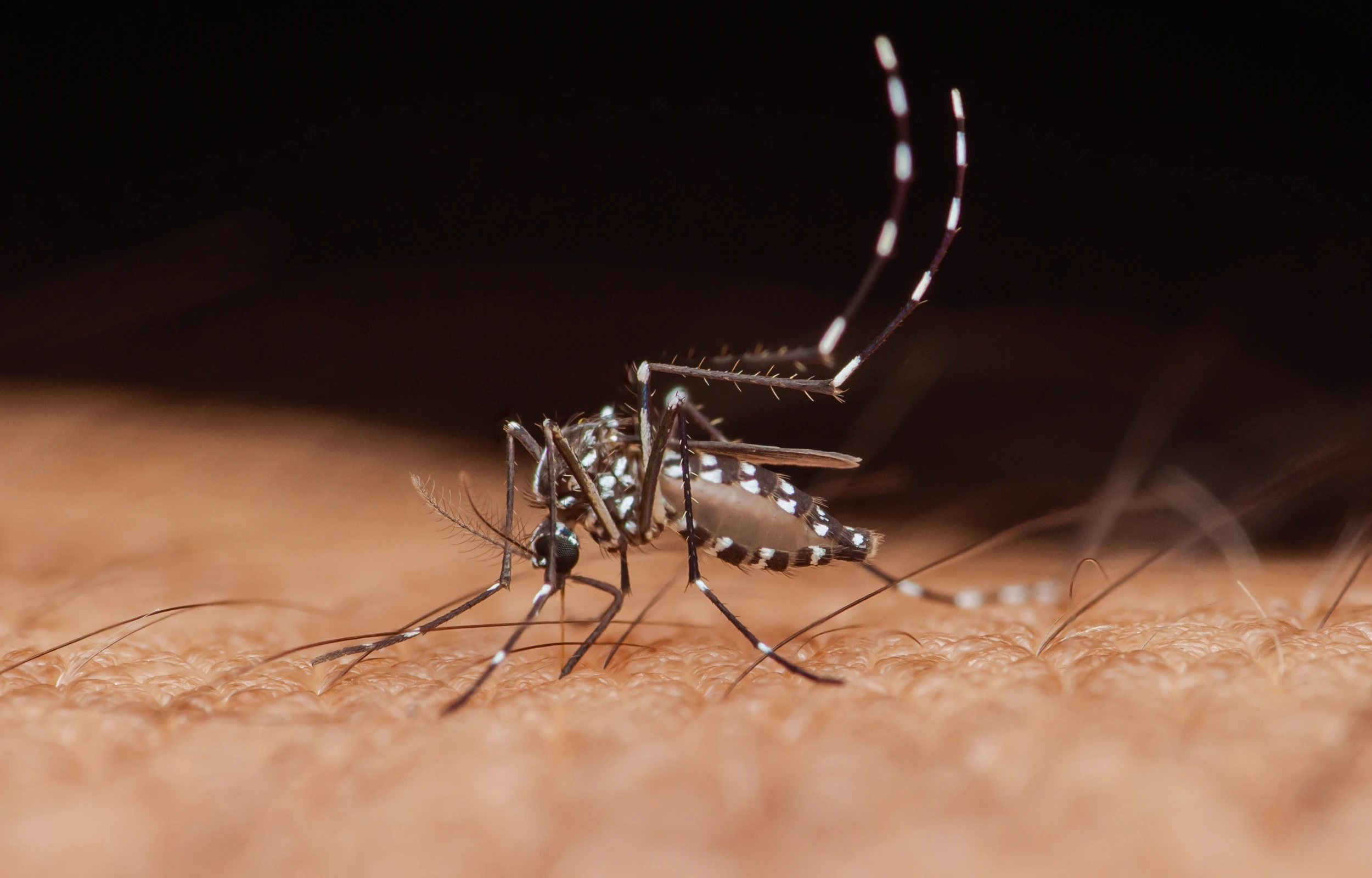 An Asian tiger mosquito biting human skin