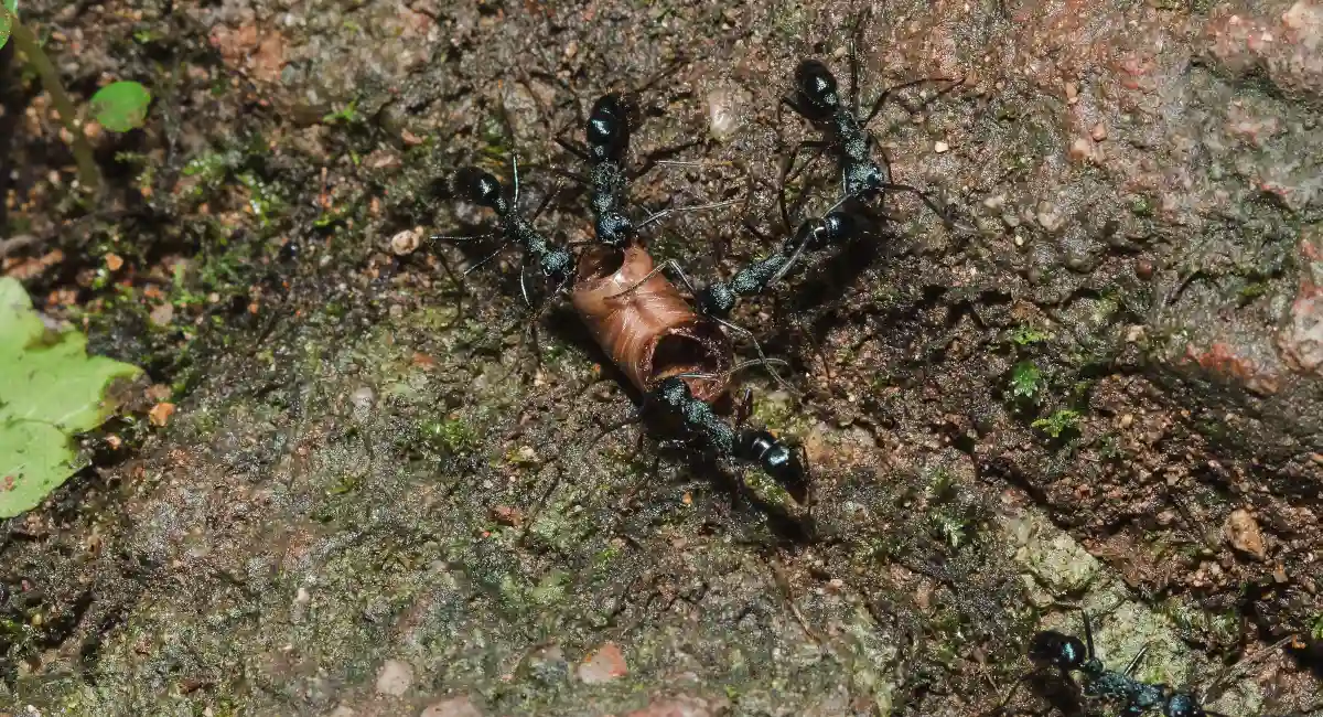 Black ants foraging 
