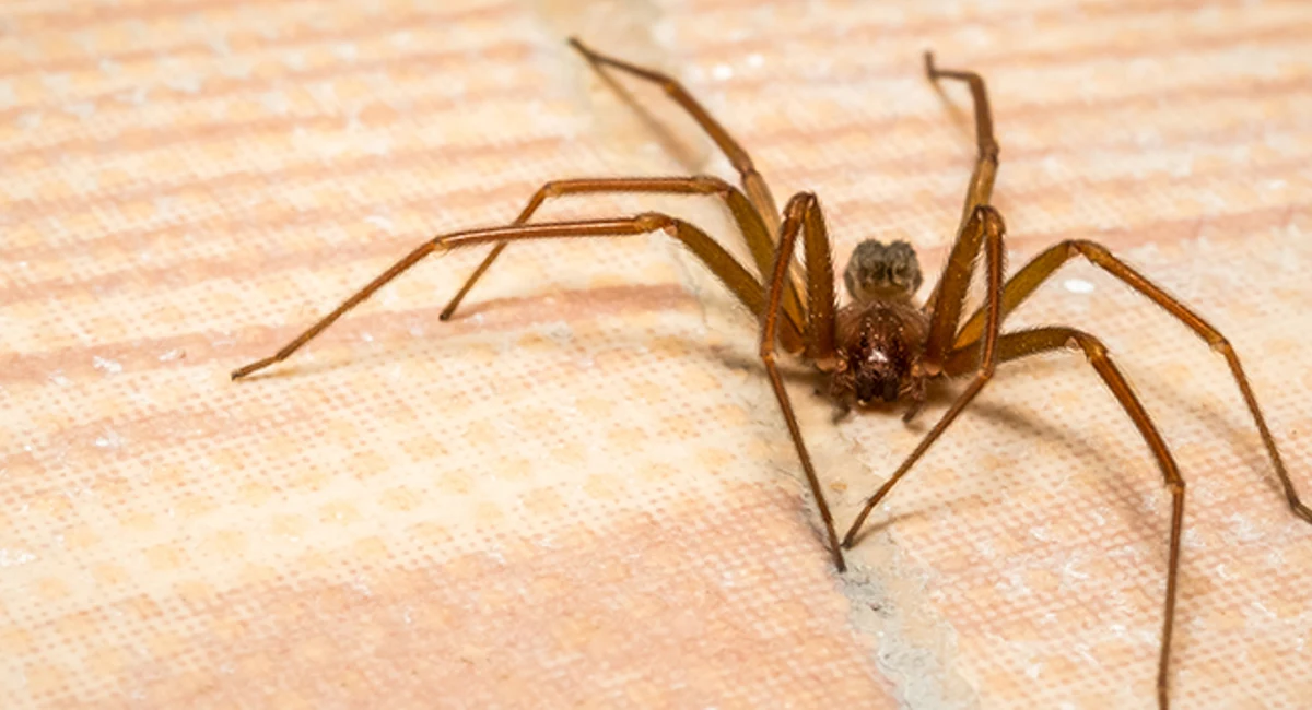 Brown recluse spider