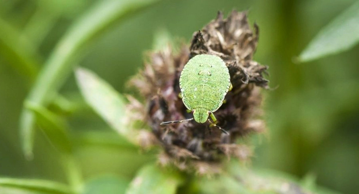 Green stink bug