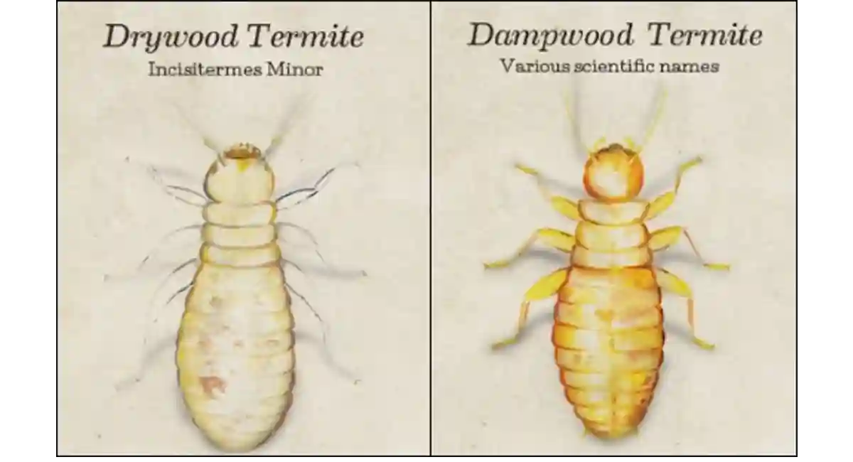 Dampwood and Drywood Termites 