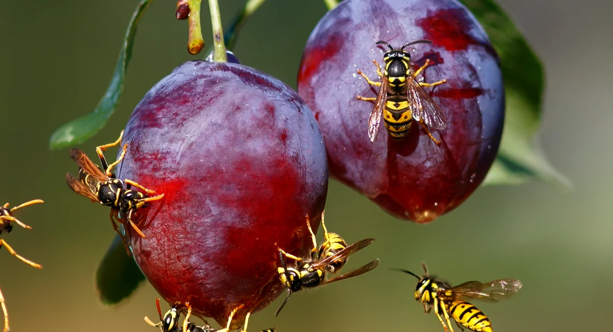 wasps on fruit