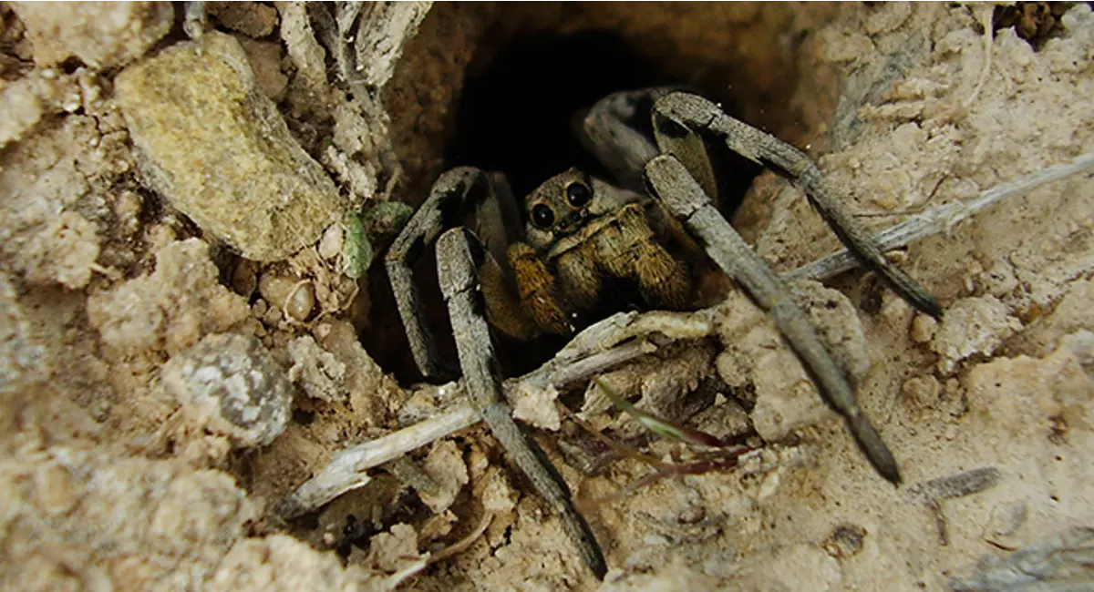 wolf spider