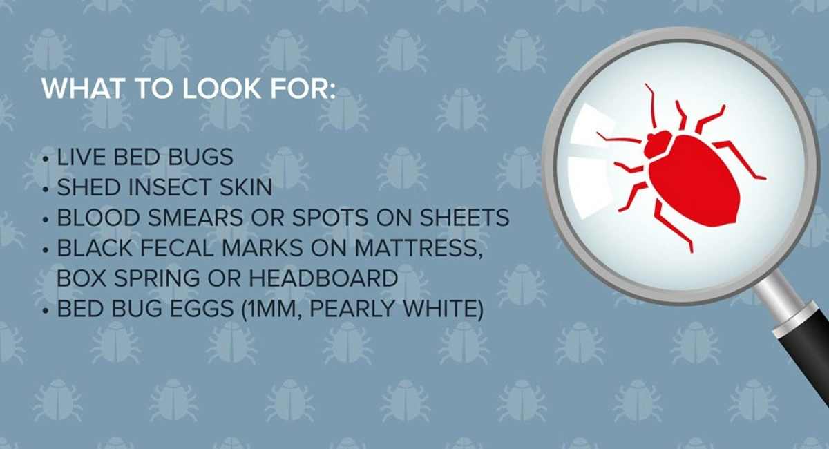 Bedbugs Infographic 2
