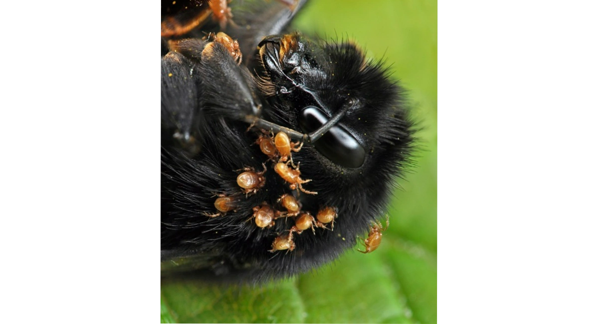 bumble bee mites