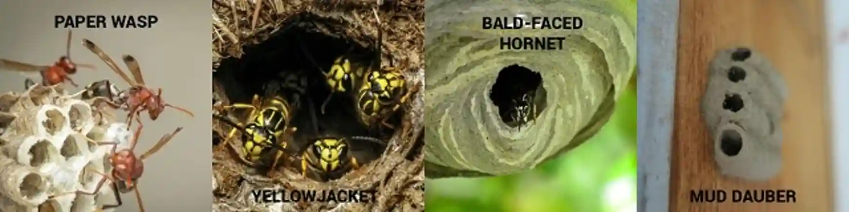 Identifying a wasp or hornet nest
