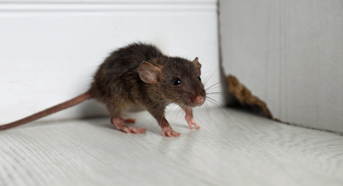 A rat stands near a hole at the bottom of a cupboard