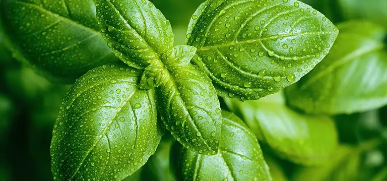 A close-up of fresh, dewy basil, known for its characteristic deep green leaves