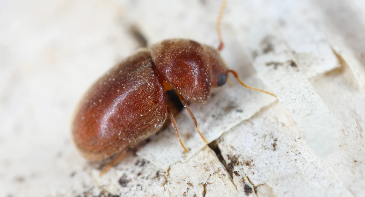 A side view of a cigarette beetle, showing its characteristic humped appearance and reddish-brown, rounded body