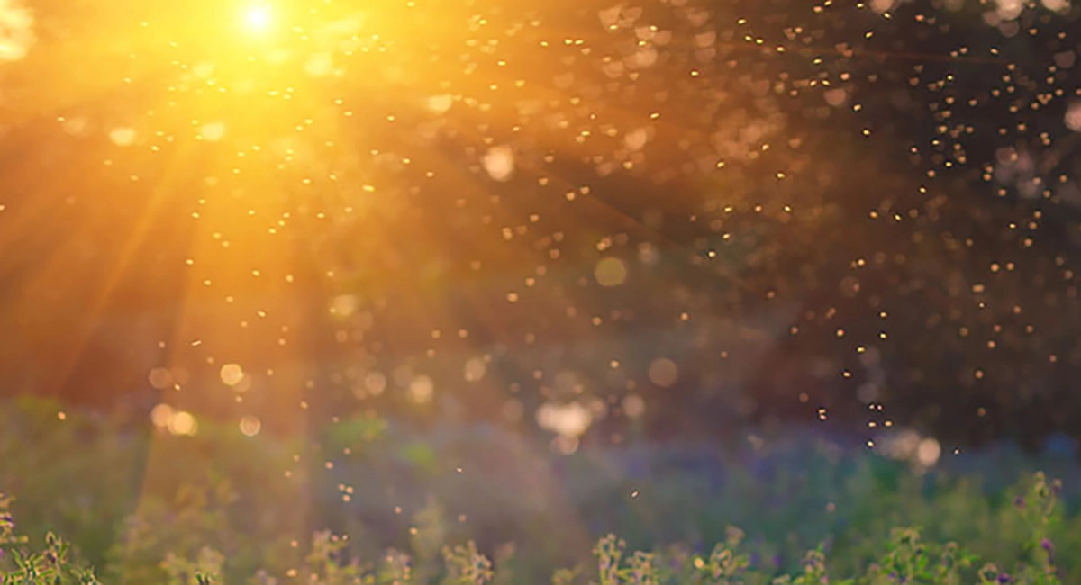 Mosquitoes on sunlight