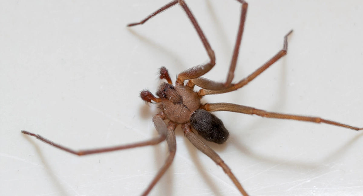 Brown recluse spider