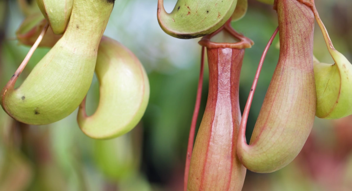 Pitcher plants: Wasp and bee repelling plant
