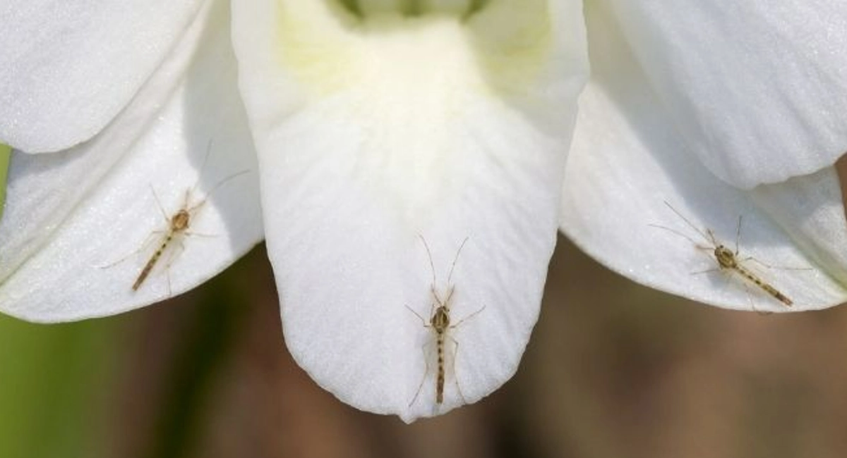 Mosquitoes on flowers