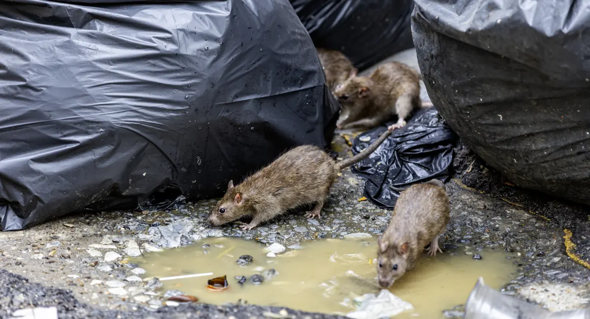 Rats near some trash bags on a street