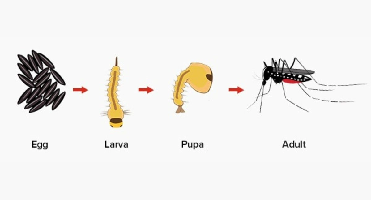 Mosquito lifecycle