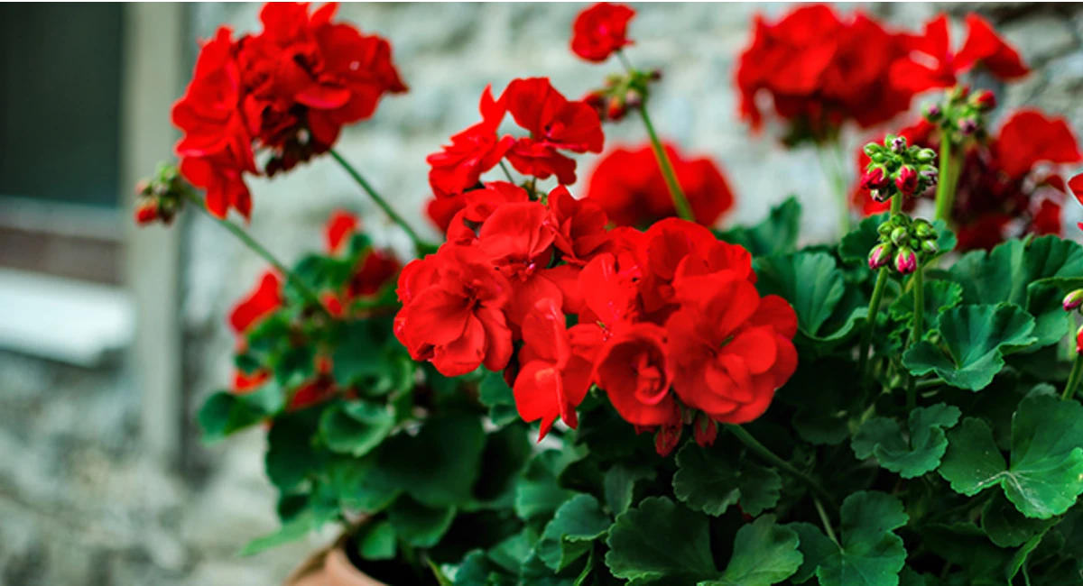 Geraniums: Wasp and bee repelling plant
