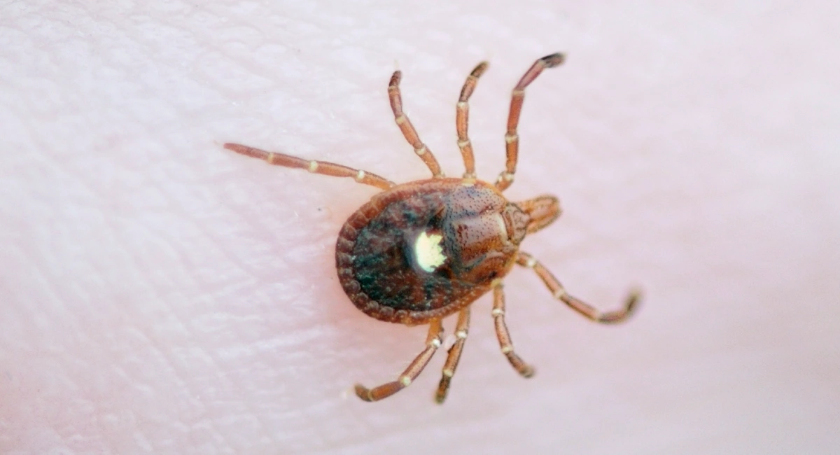 Lone star tick