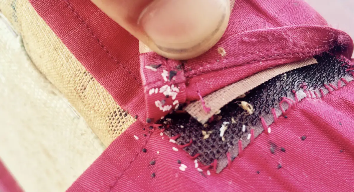 A close-up of bed bug eggs in a hook and loop seam
