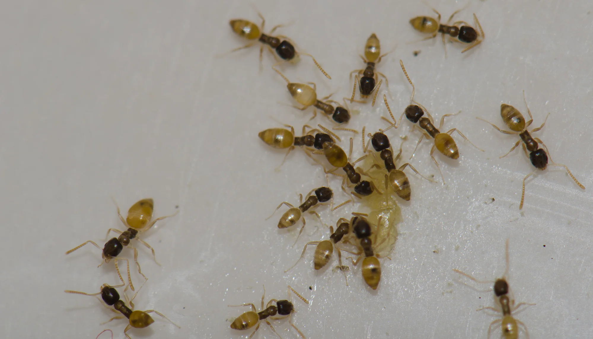 Ghosts ants feeding on food scraps