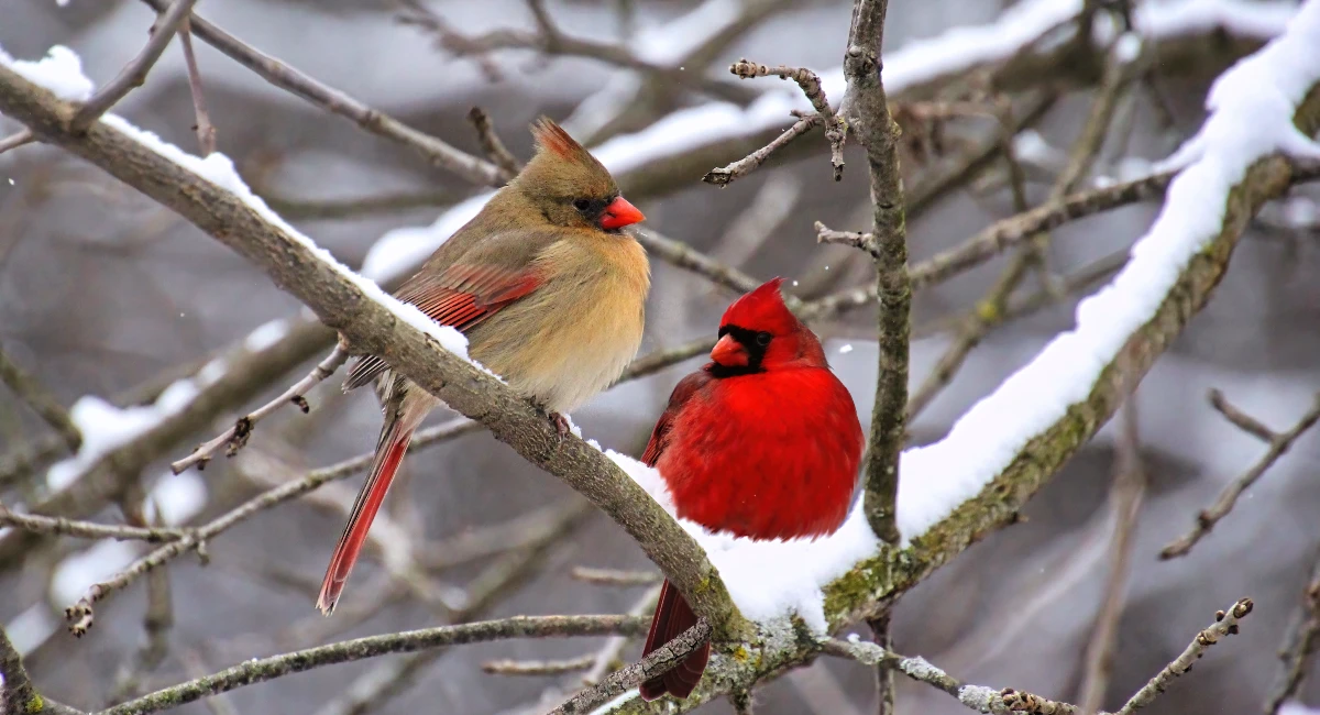 Cardinals