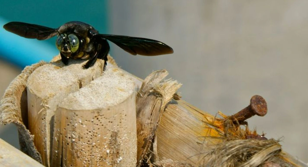 Carpenter bee