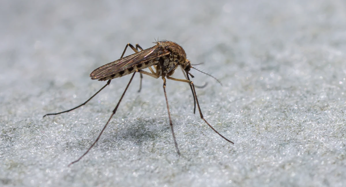A close-up of a mosquito resting on a light gray textured surface, showing its long, slender legs, mottled brown and gray wings, and distinctive hairy thorax 