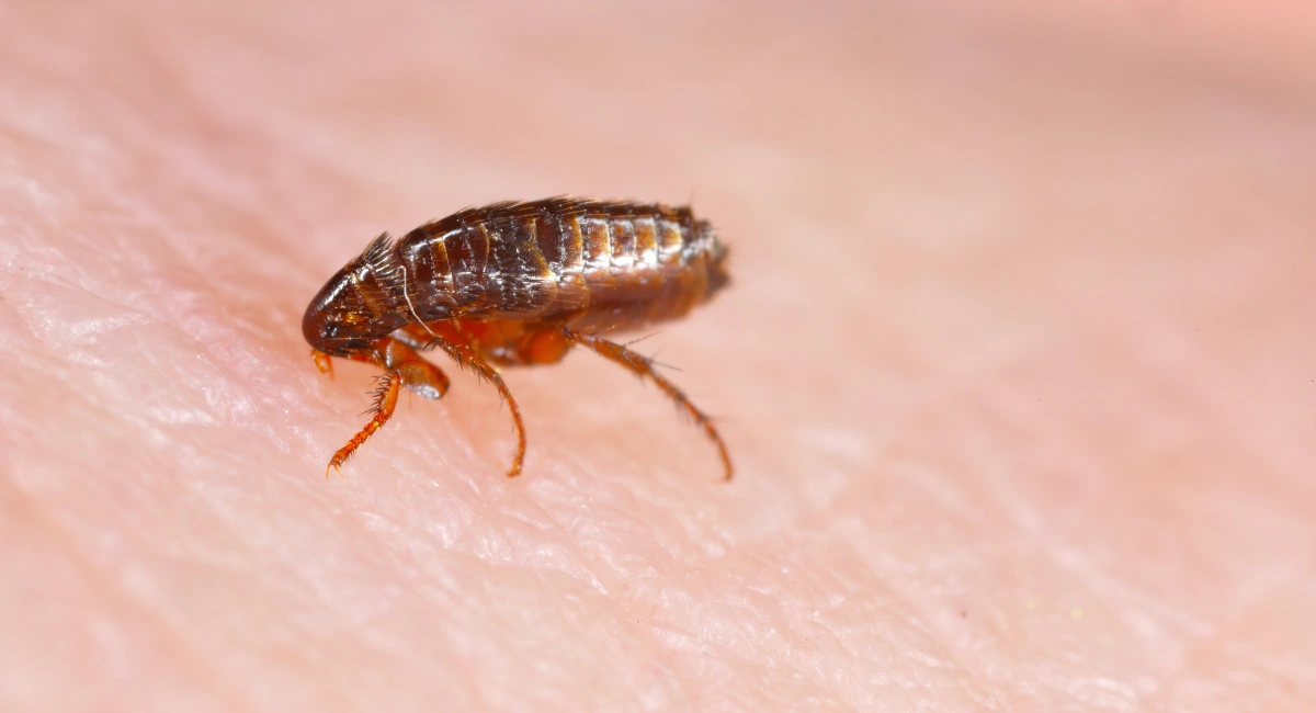 A dog flea (Ctenophalides canis) biting and drinking blood on human skin